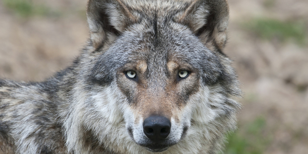 The Grey Wolves of Worry